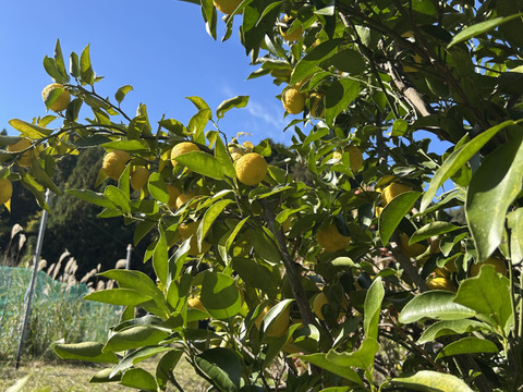 完熟スダチジャム150gとマーマレード175gの食べ比べセット。