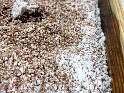 【農薬を使わない合鴨農法】稲作から始まる自家製赤米糀【冷蔵 200g】