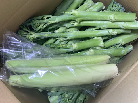 【今が旬♪】箱いっぱいつめます！ 簡単調理　茎ブロッコリー（1300g） 　 from 名水の里　神奈川県秦野市
