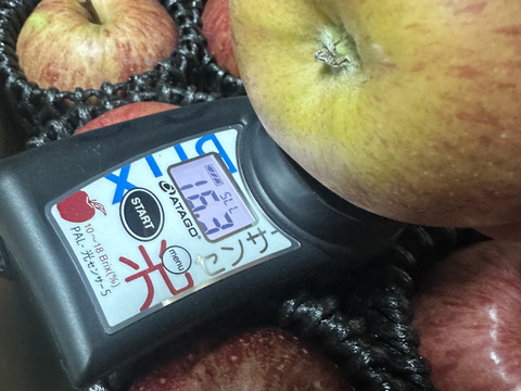 硬めが好きな方におすすめ！絶滅危惧種！「春明21」約3kg箱　10〜14玉　小さめサイズ