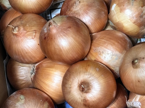 大好評，地層が違う淡路島、大玉ターザン(風袋込み１０キロ)