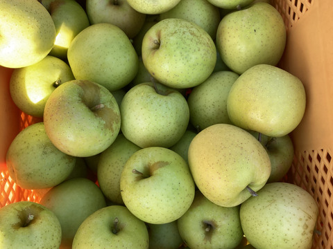 10月25日頃収穫！家庭用訳あり王林5キロバラ詰め　りんご　農薬半減栽培で安心安全！