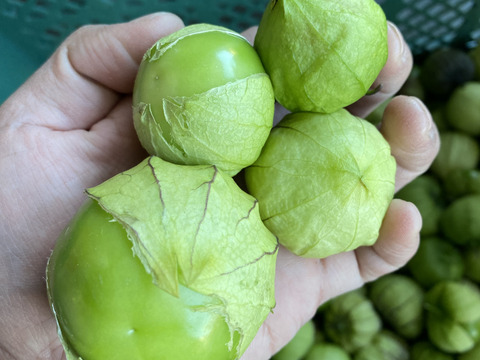 【1kg】本場メキシコのサルサを作るのには絶対外せない　トマティロ