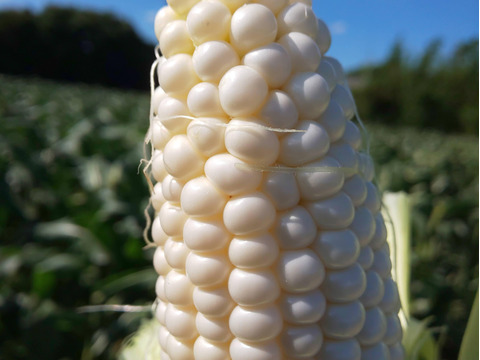 ７本✨️白いとうもろこし