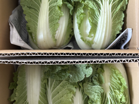 【霜降りミニ白菜】　兵庫県香美町産「ミニ白菜」（５玉）