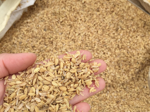 【有機JAS認証米】【農薬不使用】【化学肥料不使用】妙高産コシヒカリ（5㎏）