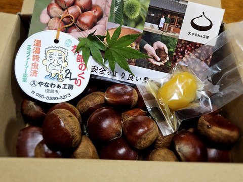 ⭐︎iku2323⭐︎ 茨城県　笠間の栗　むき栗　2kg ⭐︎iku2323様専用⭐︎ 茨城県 笠間の栗 むき栗 2kg