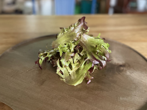 レタス（オーガニック）12玉〜ハンサムレッド