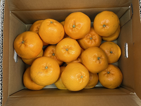 富士山が見える日当たりの良い畑で育てた　はるみみかん　4ｋｇ