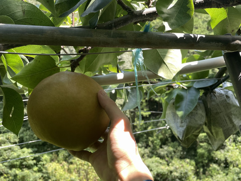 【家庭用】【5玉入】梨の王様「新高梨」食べ応え抜群！