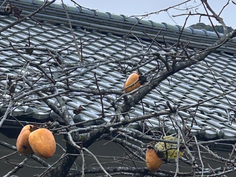 1 kg(5個程度)で干し柿お試し！干し柿用訳あり渋柿