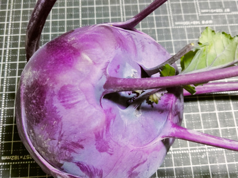 紫のコールラビ1.5kg