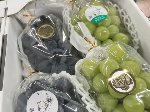 ジューシー！岡山県産『ニューピオーネ』1.8~2kg(3～4房)：岡山県産の