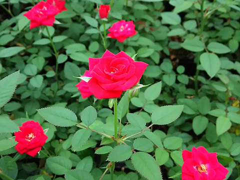 早割価格!!【母の日ギフト】ローズスタンドバスケット・・・4/27-5/8発送