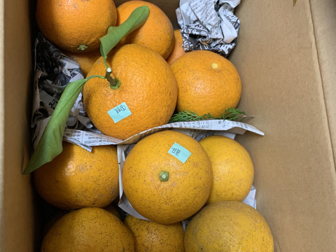 甘夏&紅甘夏　栽培期間中農薬不使用 柑橘セット　箱込み4kg　【柑橘食べ比べ】