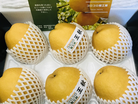 【まるで梨ジュース‼️王秋梨PREMIUM】贈答用3.5kg(5-6個入)✨甘くてとってもジューシー💦クセになるシャリシャリ食感✨️洋梨のような縦長のユニークな形🍐日持ちの良さは梨1番‼️