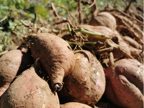 五島直送！潮風 × 火山灰土が育てた熟成島さつまいも『安納芋』５kg