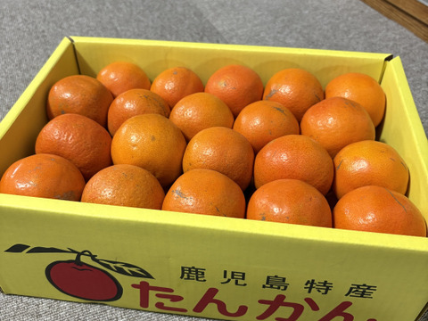 完熟タンカン　ご家庭用（5kg）Sサイズ限定