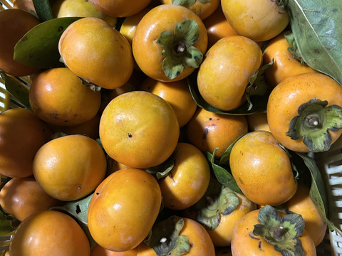 自然な甘み！甘柿2Kg。歯応え色々(家庭用)