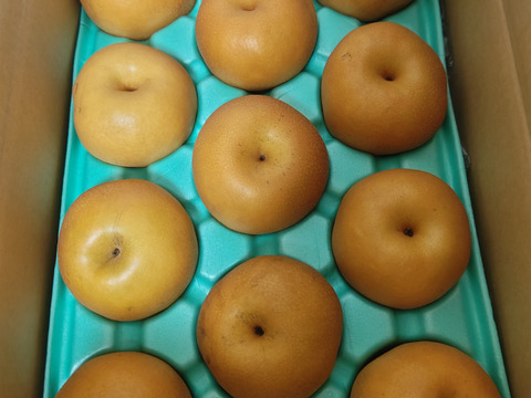 梨の最北　秋田県の南水　訳あり品　５ｋｇ(１０～１２玉)　
写真イメージ