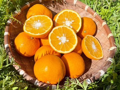 ジューシー！自然農の甘夏と紅甘夏　食べ比べ　8kg