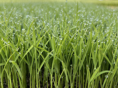 令和７年新米‼　にこまる　白米4.5Kg 【福岡県の農家直送】【冬ギフト】