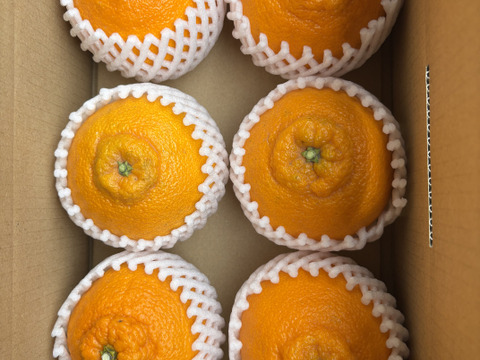 【味に自信あり】■愛媛の不知火■化粧箱　小■除草剤使用なし　万田酵素散布■