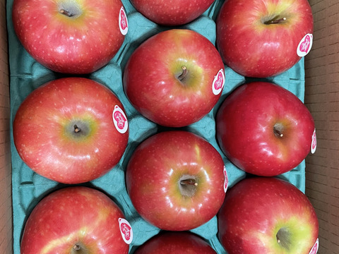 発送中🍎 ピンクレディー®︎3キロ箱  長野県 信州 安曇野 リンゴ 幻 幻のリンゴ 予約 希少 旬 6玉〜16玉サイズ 商品ID42100 ピンクレディー
