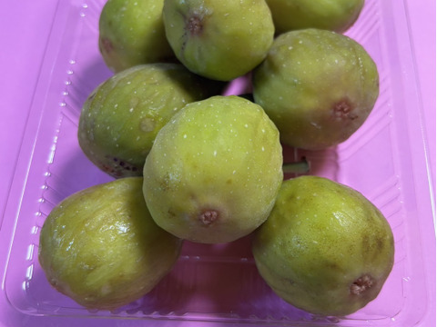 バナーネ　白いちじく　露地栽培　化学肥料農薬不使用　予約販売　順次配送