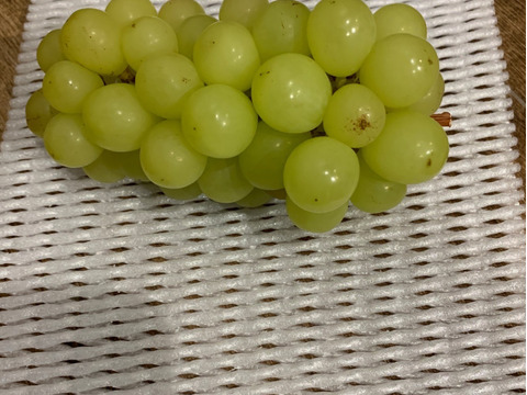 【クール便限定】訳アリ家庭用！だけど味はとーっても甘いシャインマスカット★(2kg)