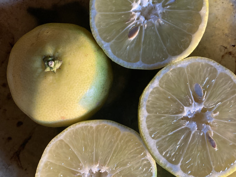 自然栽培　辺塚だいだい へつかだいだい　
約5kg