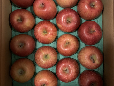 【販売開始！人気商品】青森県産りんご「サンふじ」家庭用 キズ有 約5kg【美味・光センサー選果済】