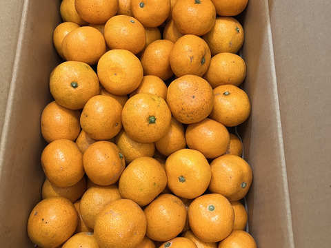 愛媛みかんの老舗厳選【小玉】『濃厚な旨みがギュッと凝縮』みかん 5.5kg 愛媛県川上産【冬ギフト】【ゲン担ぎ福袋】