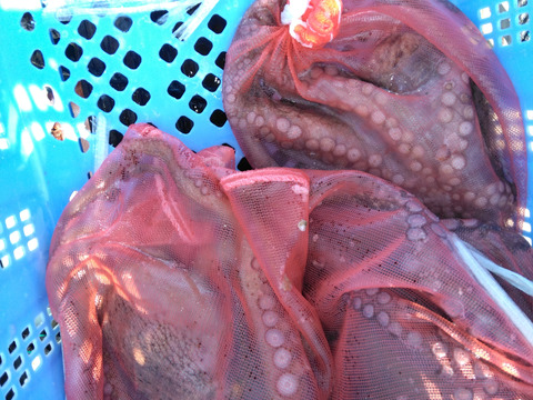 活き豊後マダコ