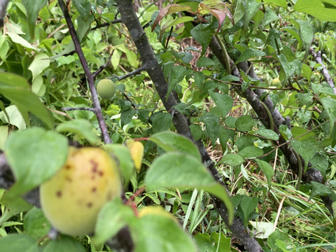 ⭐️高知産自然農⭐️桃みたいな梅少〜中混合🍑ほぼ木で熟れてます💕2キロ