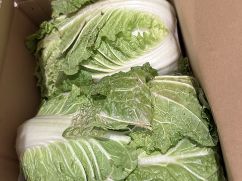 【１人１回だけの特別価格】　≪雪国で育まれた水分・甘みたっぷりの白菜≫　兵庫県香美町産「雪ぶとん白菜」（２玉箱入）