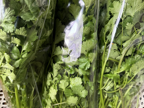 【秋のカボチャセット】農薬不使用で育てたどっしりかぼちゃ5個以上と採れたて季節の野菜盛りセット　 農薬不使用栽培で丁寧に育てました。