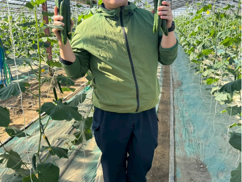 【味や実入りはA級品】きゅうり社長の朝どれ新鮮きゅうり！埼玉本庄産／不揃い訳あり／クール配送5㎏（25〜30本）