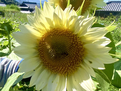 【5本】ホワイト〜淡黄色のユニークなカラーの珍しいひまわり