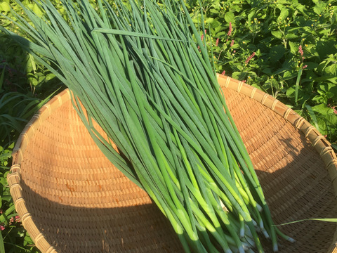 旬の野菜セット
【有機、無農薬野菜　7〜9品】