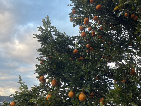 ビタミンCたっぷり　ポンカン　2キロ(箱込み）和歌山県産