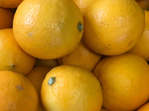 せとうち周防大島　マイヤーレモンマーマレード