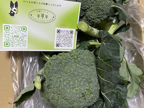 終了間近ですお急ぎください♡！！深谷産ブロッコリー　L～LL  サイズ8本入り、数量限定秋冬ブロッコリー最終
