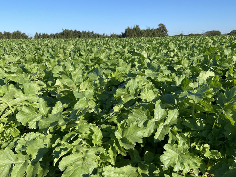 三浦農家直送！青首大根2Lサイズ8本