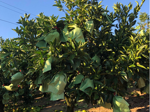 ほなが農園が作ったせとか3kg(家庭用)