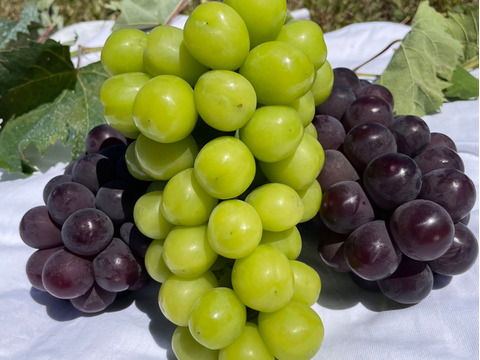 信州秋の味覚を堪能！ぶどうの里・塩尻市のシャインマスカット１房＆巨峰２房（約1.3kg）