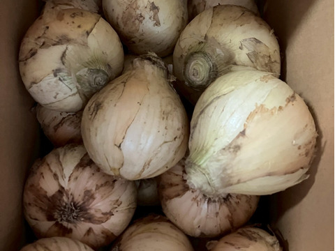 生で食べても甘い！と評判の新玉ねぎ『おしたま』5kg    L サイズ
