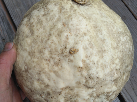 カボチャ　大（ハーフ）