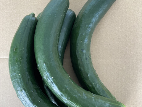 只今増量中！訳あってお買い得、きゅうり1K