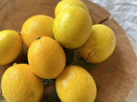 【冬季限定】冬の素材で楽しむ！冬のチョコがけスコーン